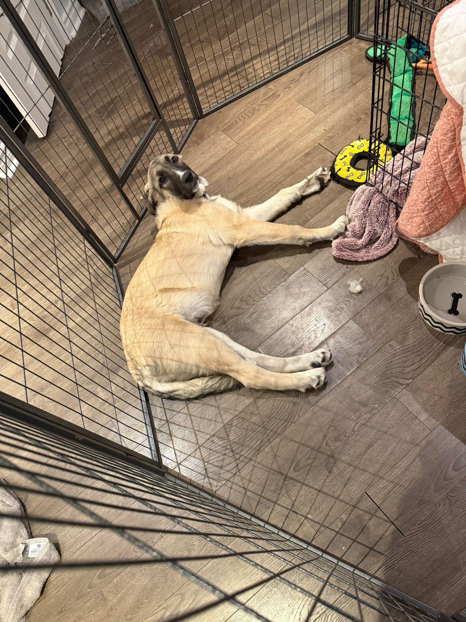 Enlarge Jax, a ADOPTABLE mixed breed in Newmarket, ON image 3/6