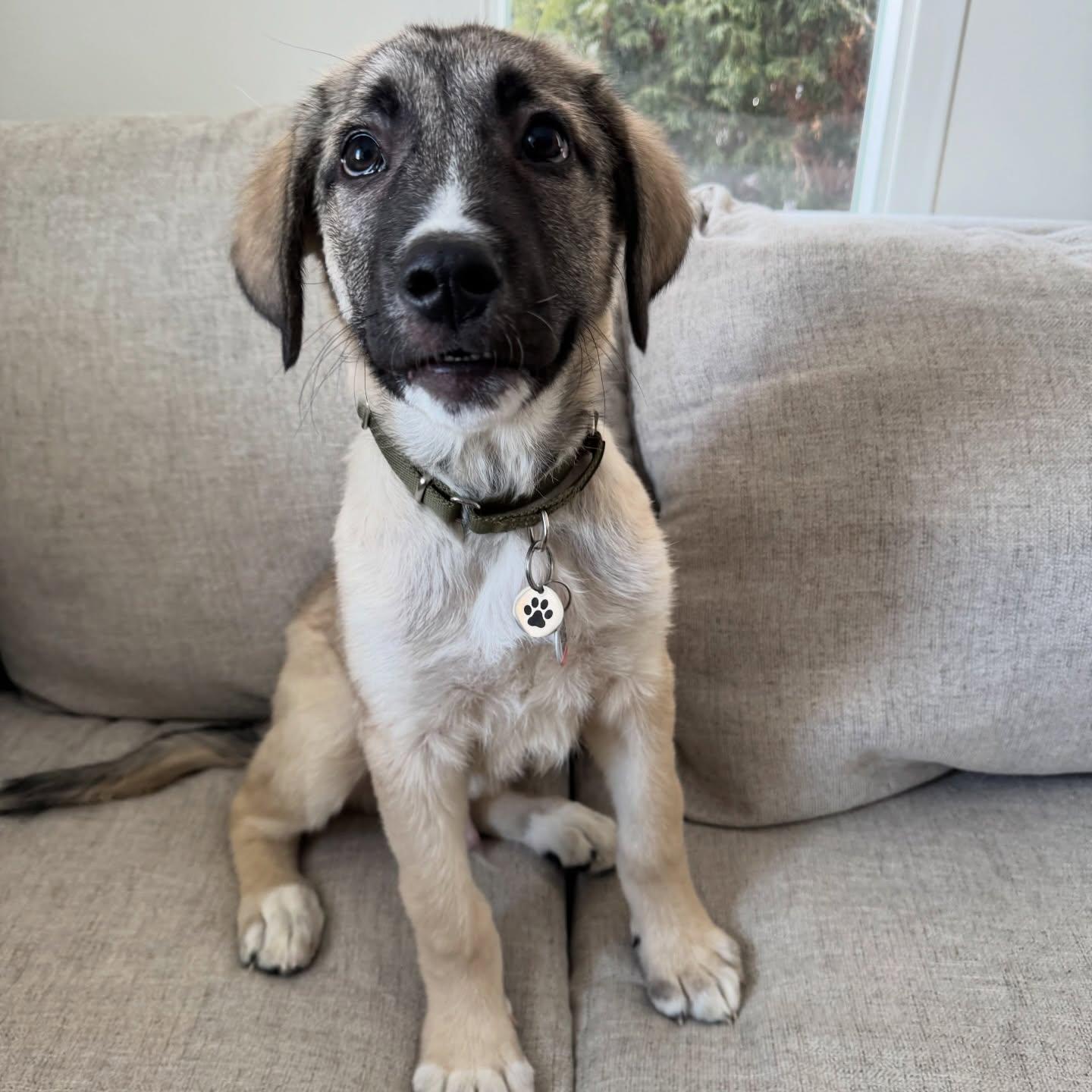 Enlarge Jax, a ADOPTABLE mixed breed in Newmarket, ON image 6/6