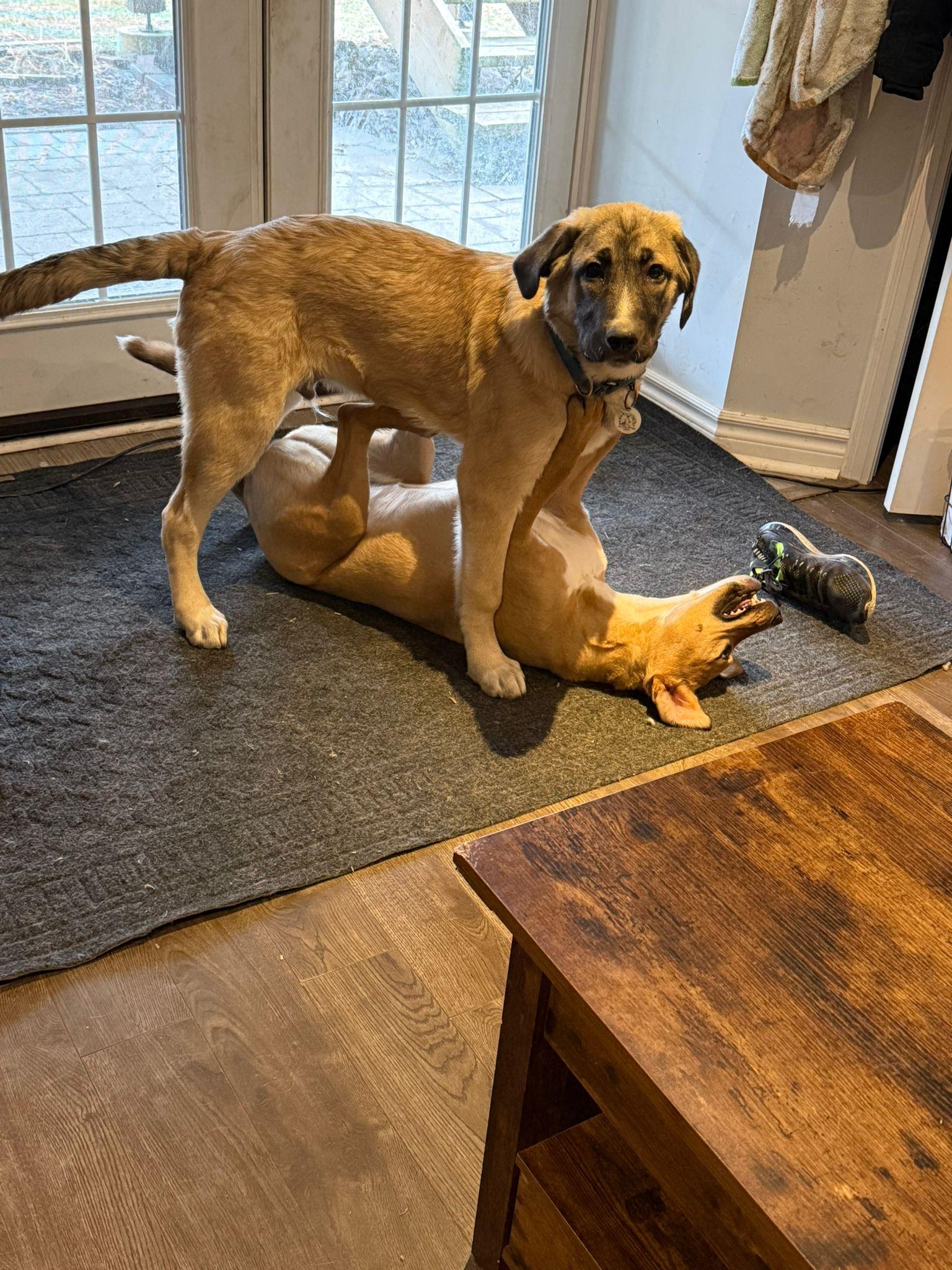 Enlarge Jax, a ADOPTABLE mixed breed in Newmarket, ON image 5/6