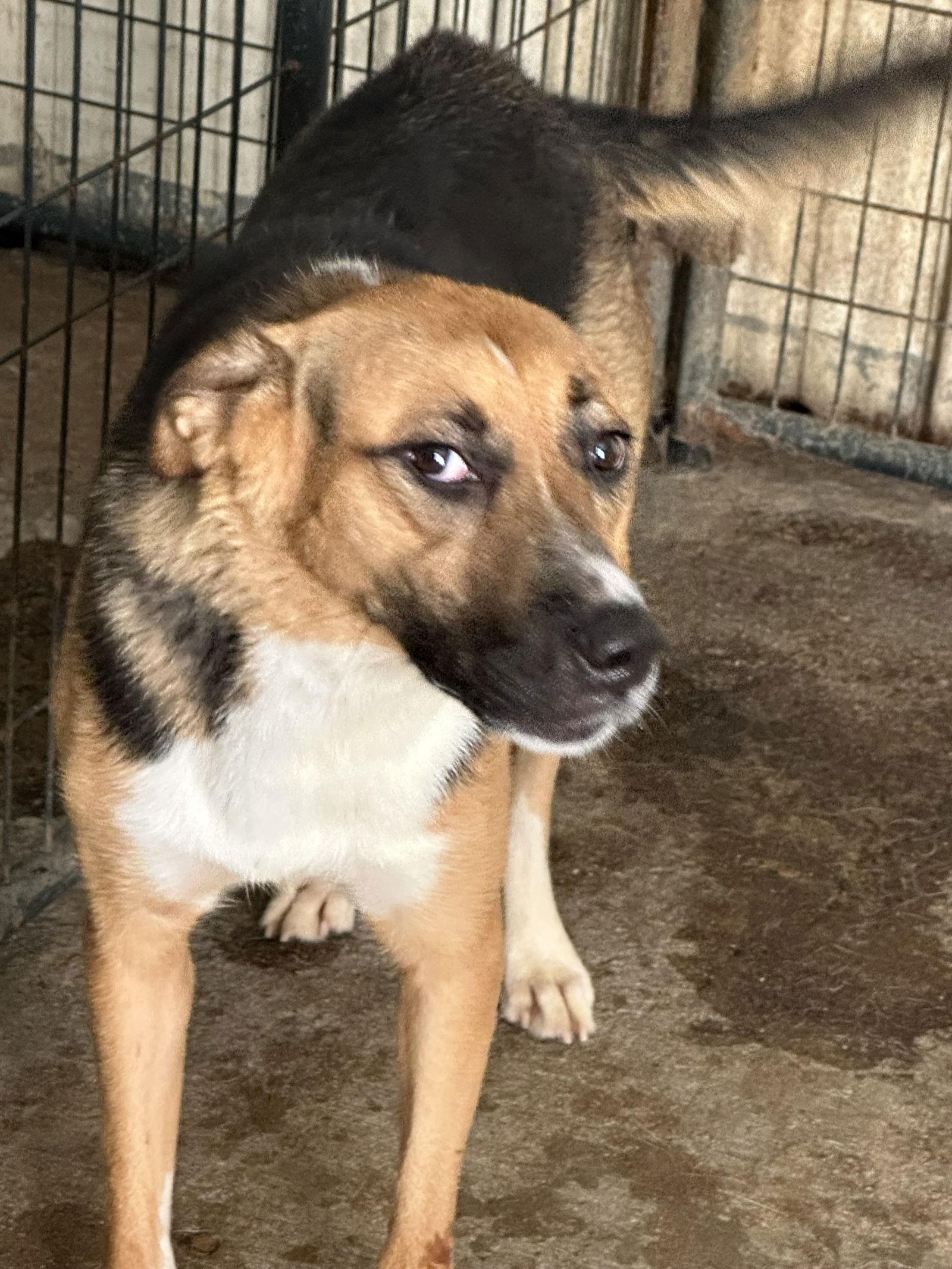 Enlarge Sugar, a Adoptable mixed breed in Jackson, MS image 1/3