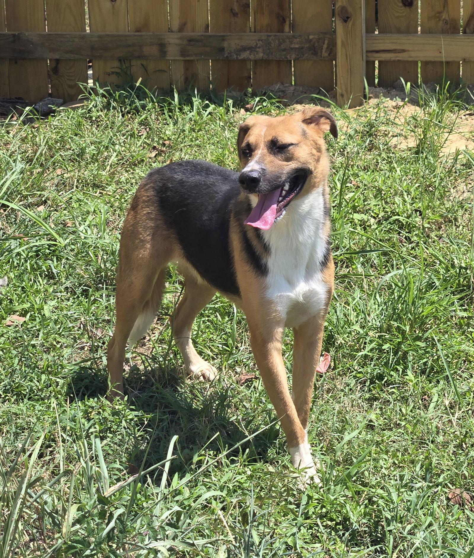 Enlarge Sugar, a Adoptable mixed breed in Jackson, MS image 2/3
