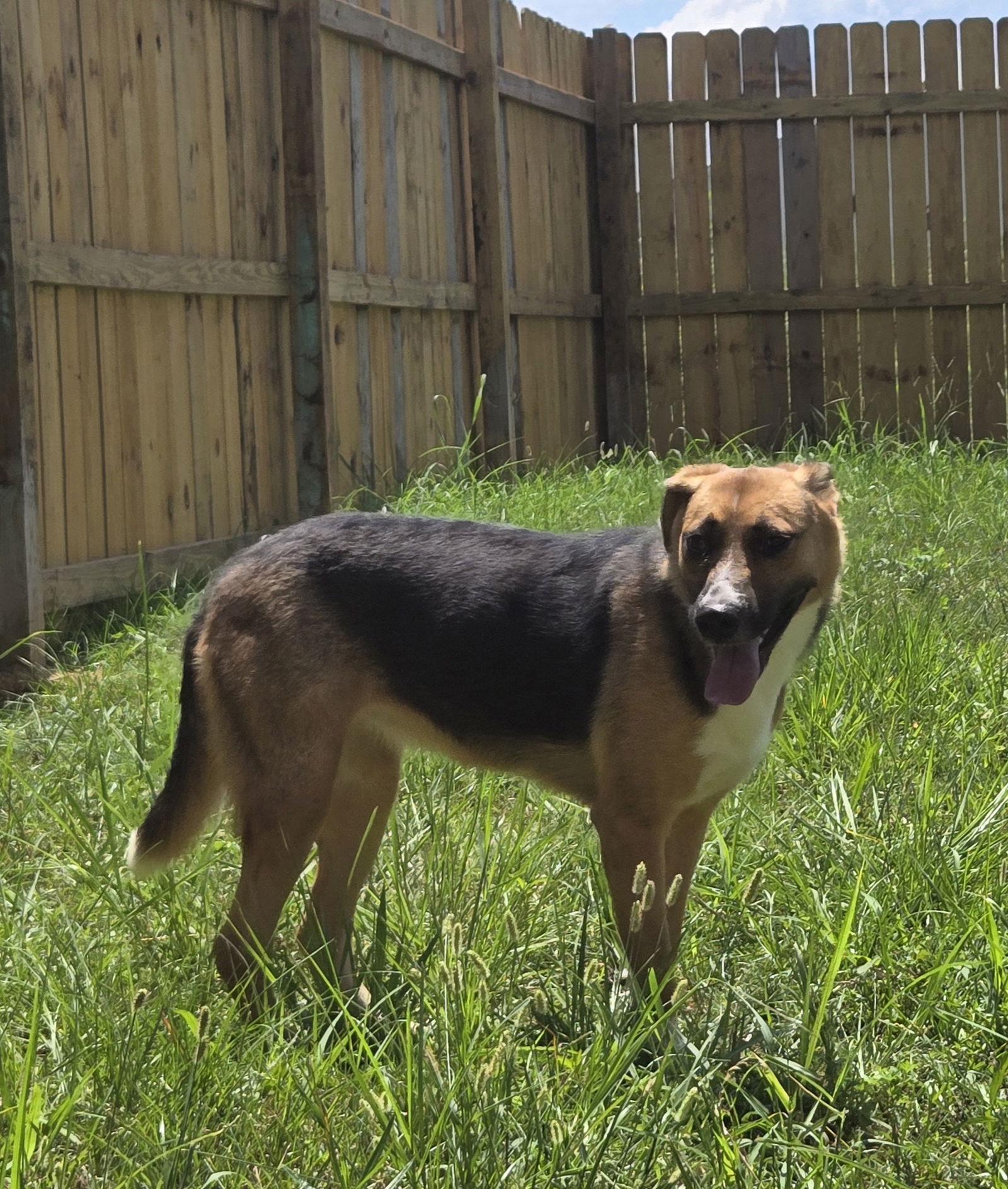 Enlarge Sugar, a Adoptable mixed breed in Jackson, MS image 3/3