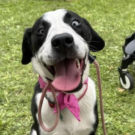 Sprinkles, Adoptable, Adult Female Labrador Retriever.