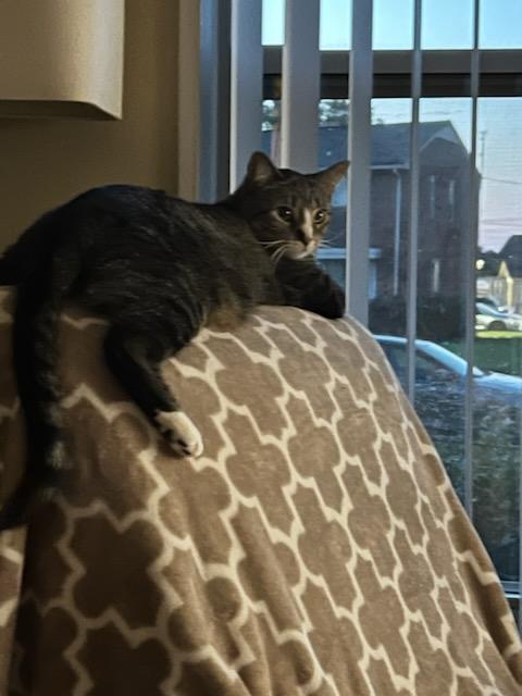 Patience, a Adoptable Tabby in Royal Oak, MI image 6/6