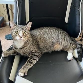 Patience, a Adoptable Tabby in Royal Oak, MI image 4/6