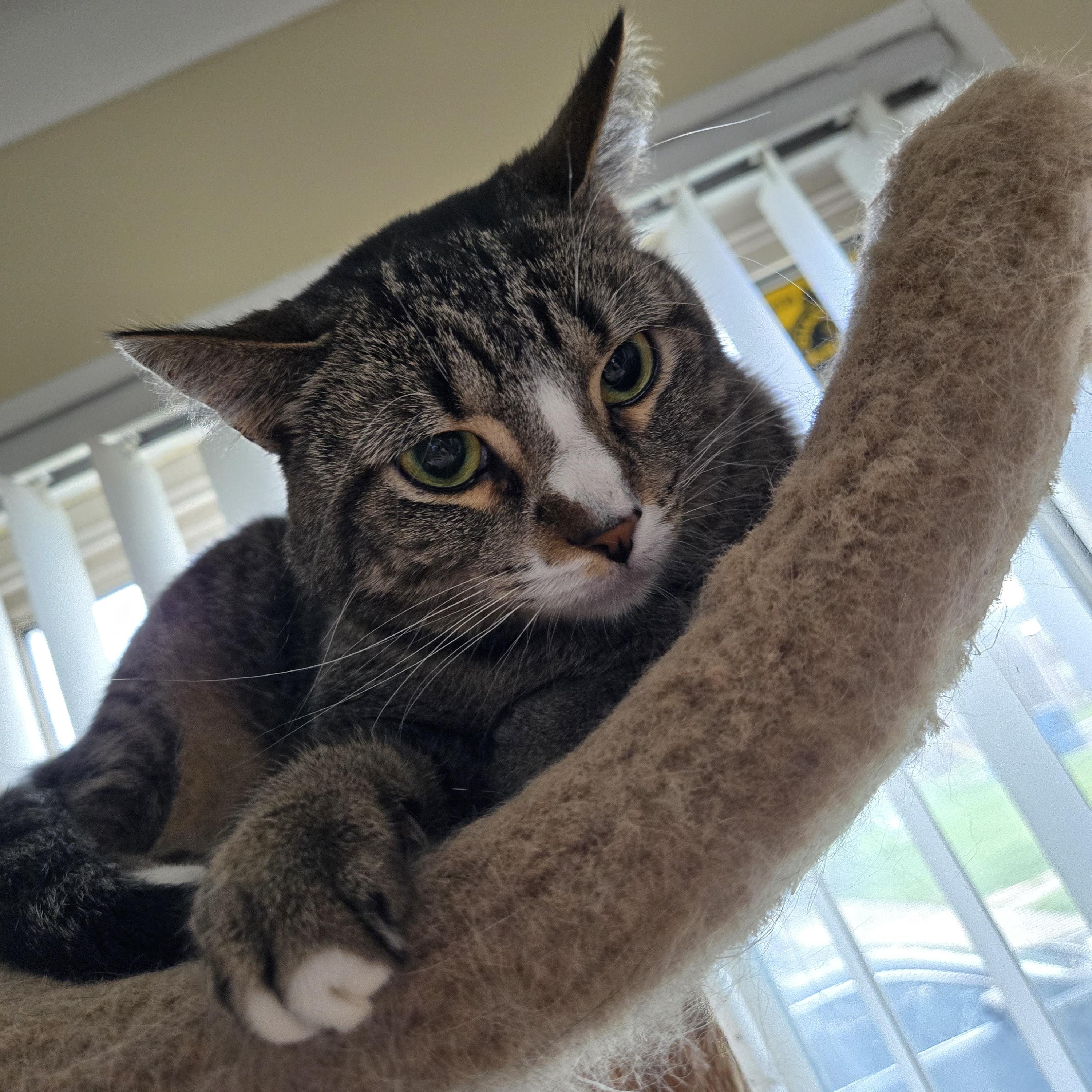 Patience, a Adoptable Tabby in Royal Oak, MI image 1/6