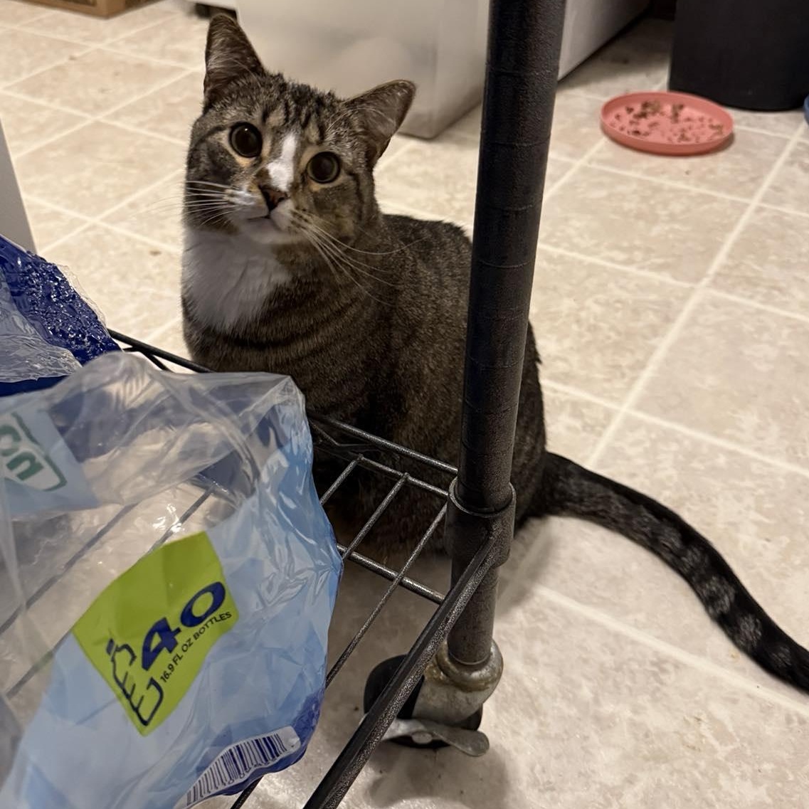 Patience, a Adoptable Tabby in Royal Oak, MI image 5/6