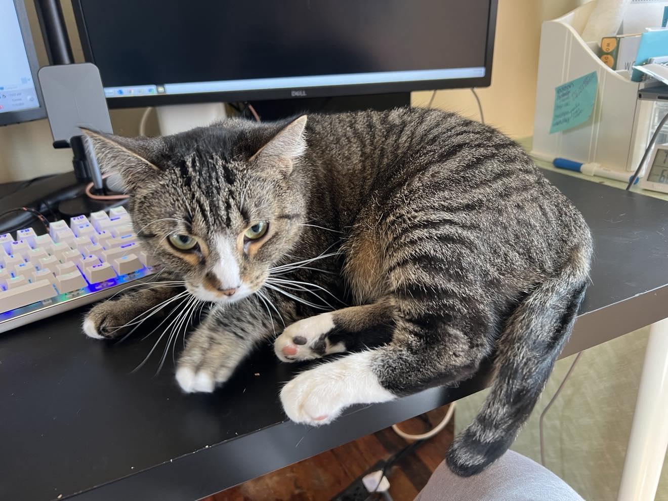 Patience, a Adoptable Tabby in Royal Oak, MI image 2/6