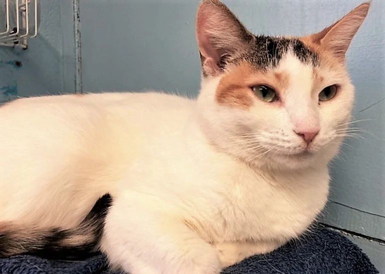 Grace, Adoptable, Adult Female Calico.