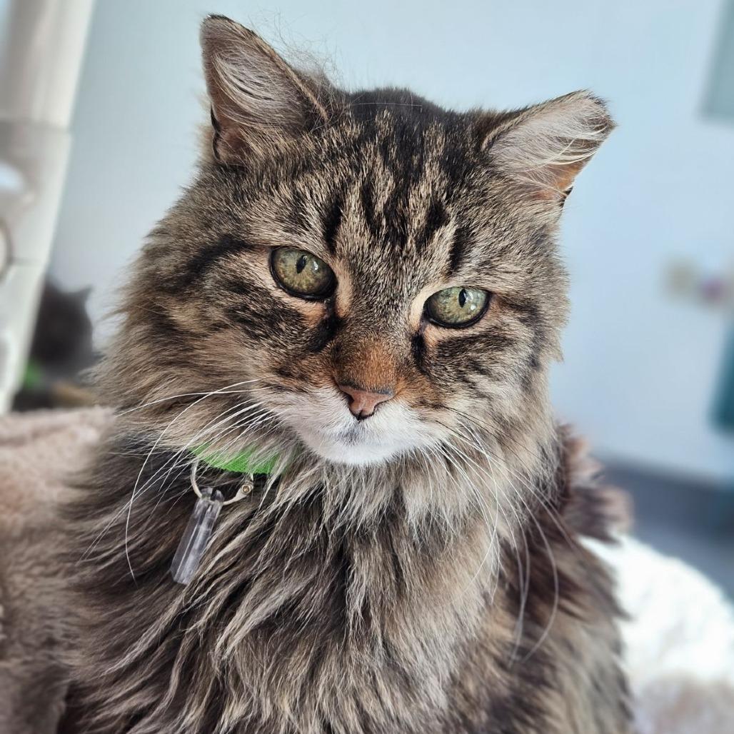 Enlarge Meaty Mitts, a Adoptable Domestic Medium Hair in Lakewood, CO image 1/5