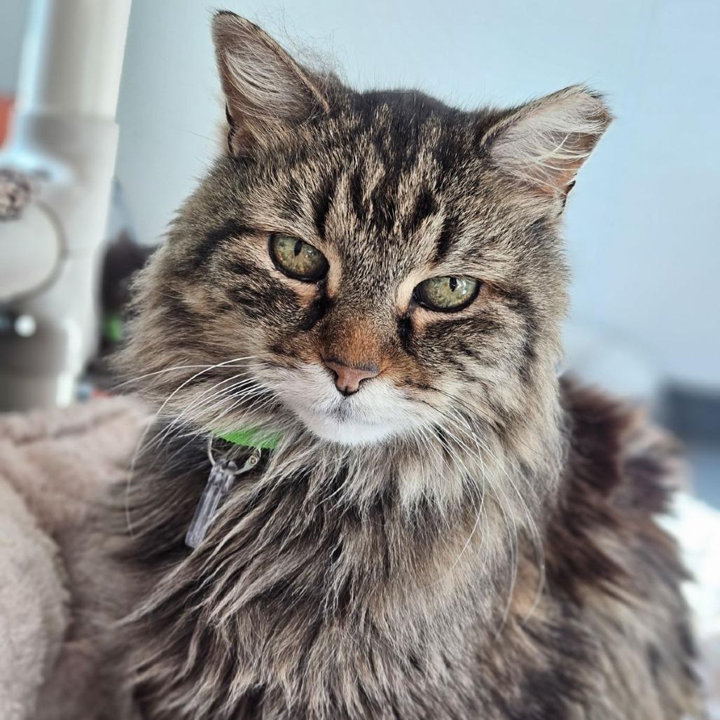 Enlarge Meaty Mitts, a Adoptable Domestic Medium Hair in Lakewood, CO image 2/5