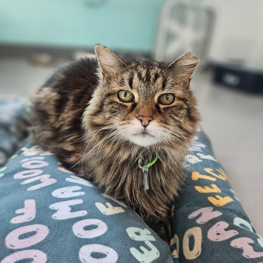 Enlarge Meaty Mitts, a Adoptable Domestic Medium Hair in Lakewood, CO image 3/5