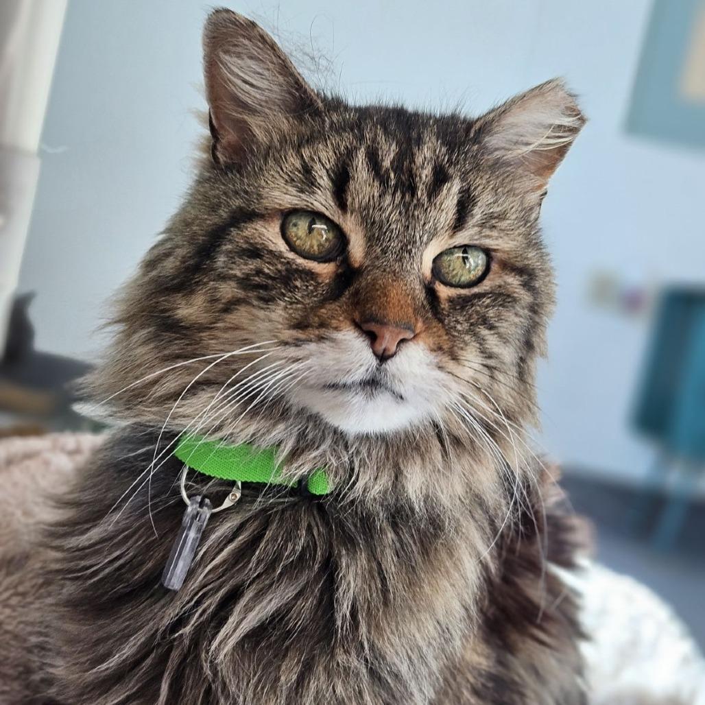 Enlarge Meaty Mitts, a Adoptable Domestic Medium Hair in Lakewood, CO image 4/5