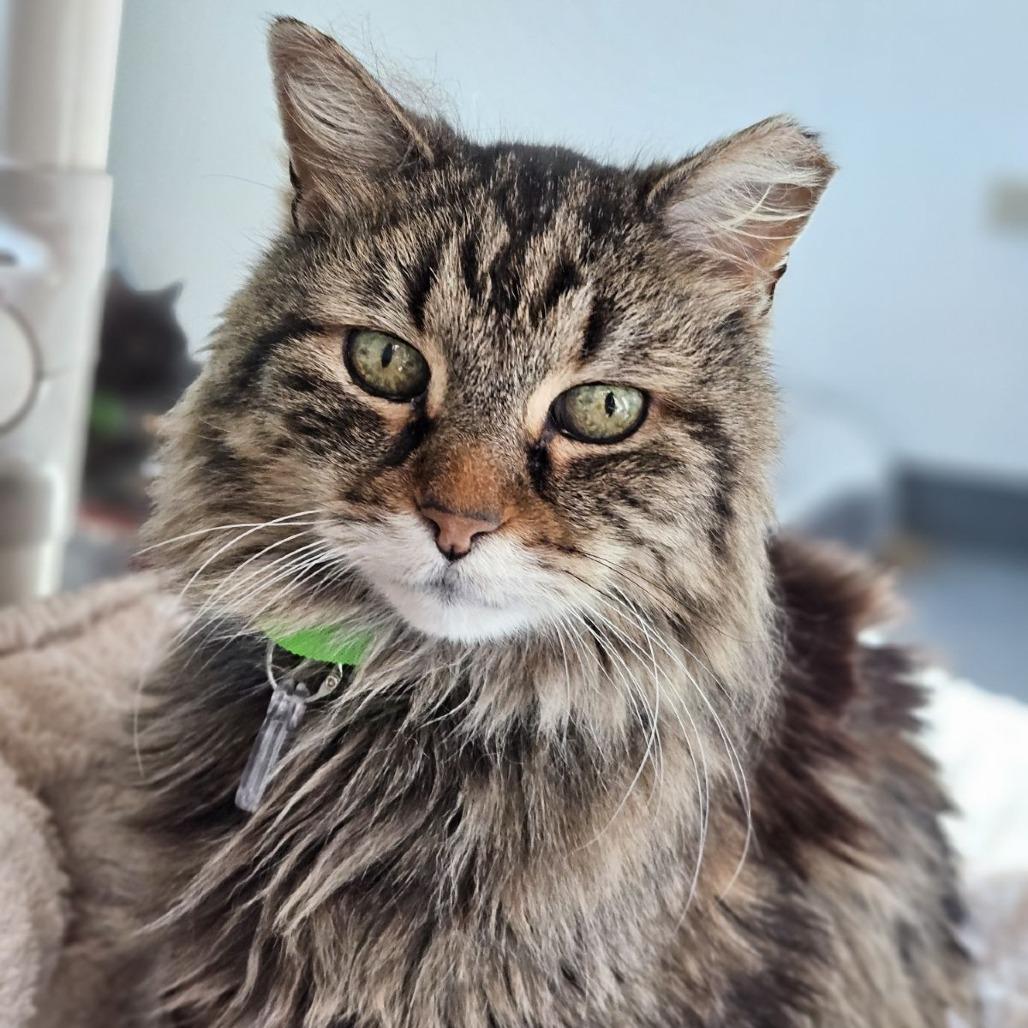 Enlarge Meaty Mitts, a Adoptable Domestic Medium Hair in Lakewood, CO image 5/5