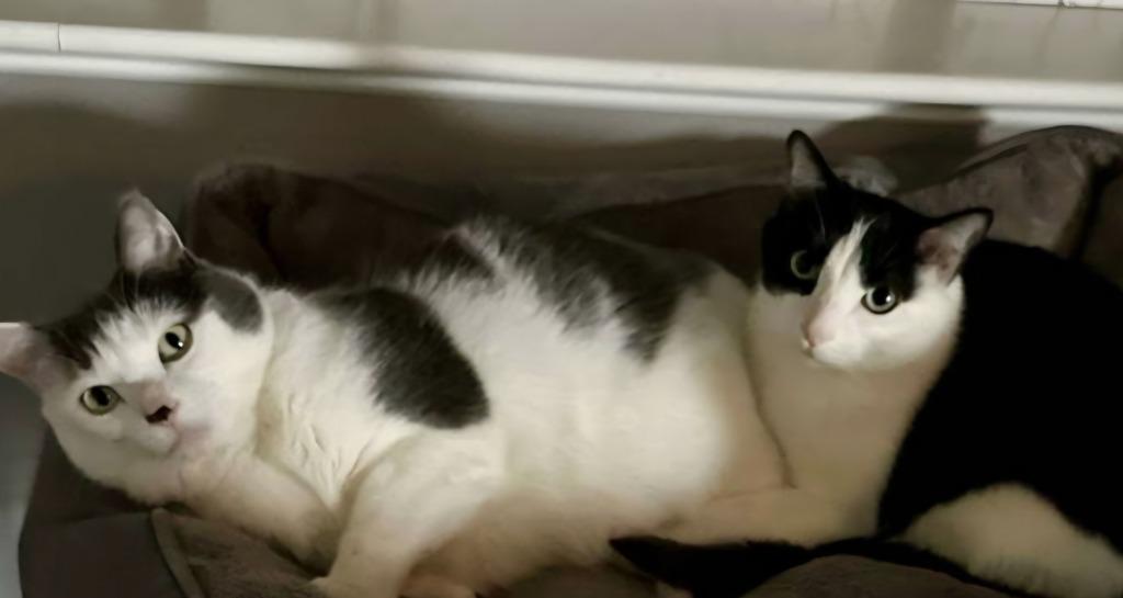 Enlarge Louie / Vinnie, a Adoptable mixed breed in Minneapolis, MN image 2/2
