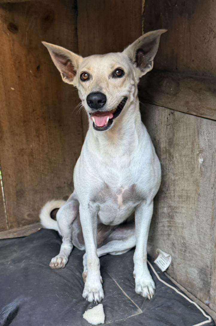 Sally, Adoptable, Young Female Rat Terrier & Labrador Retriever.