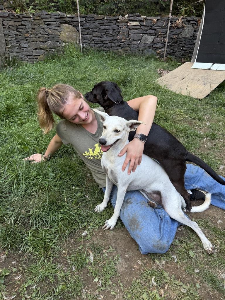 Enlarge Sally, a Adoptable mixed breed in Ridgefield, CT image 4/6