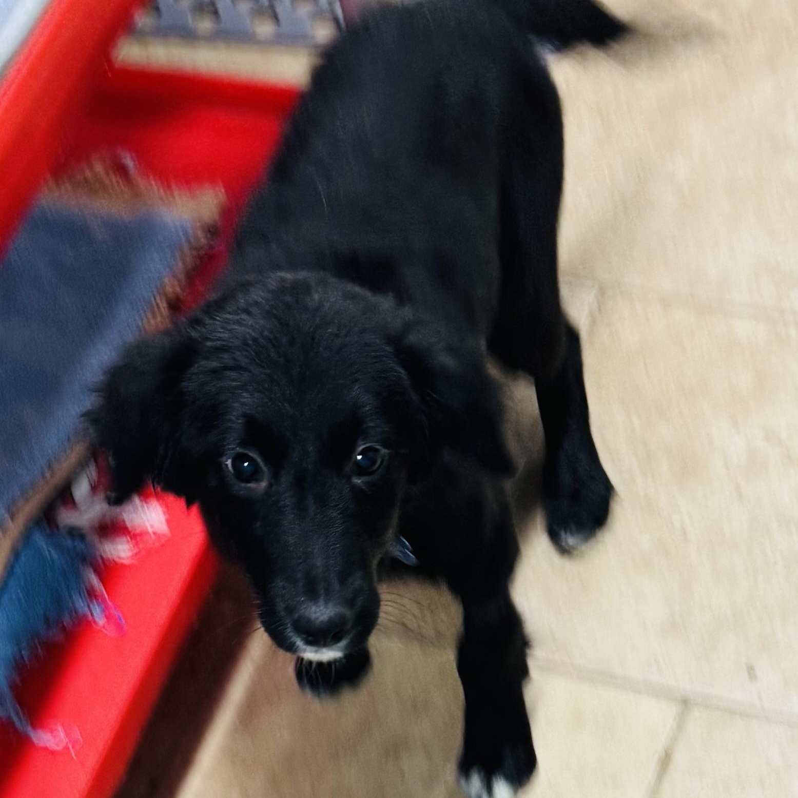 Harper, a ADOPTABLE mixed breed in Overland Park, KS image 6/6