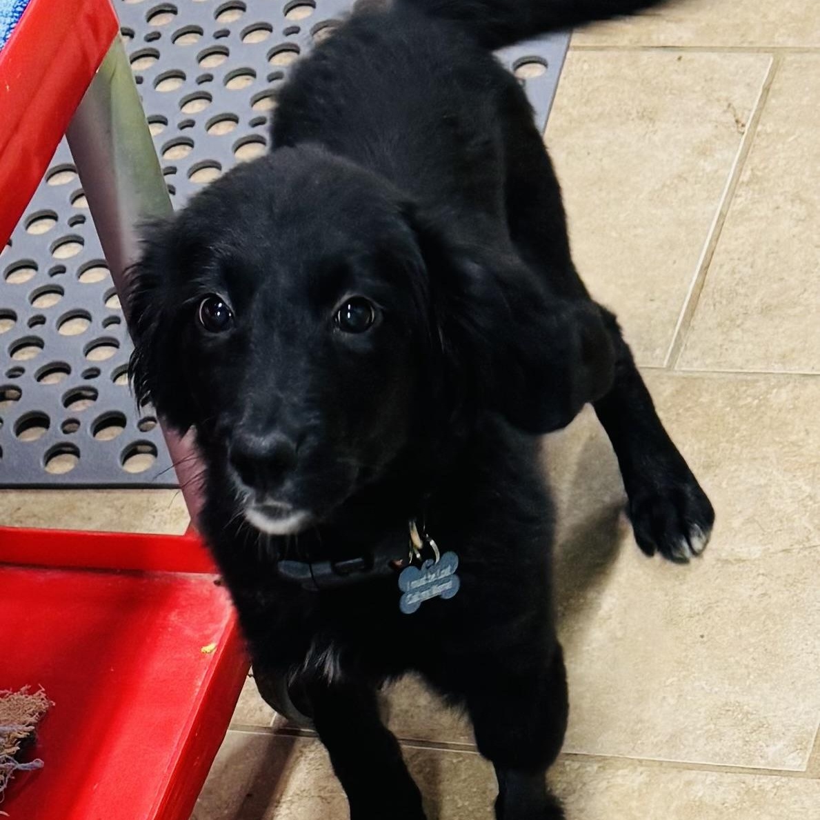 Harper, a ADOPTABLE mixed breed in Overland Park, KS image 3/6