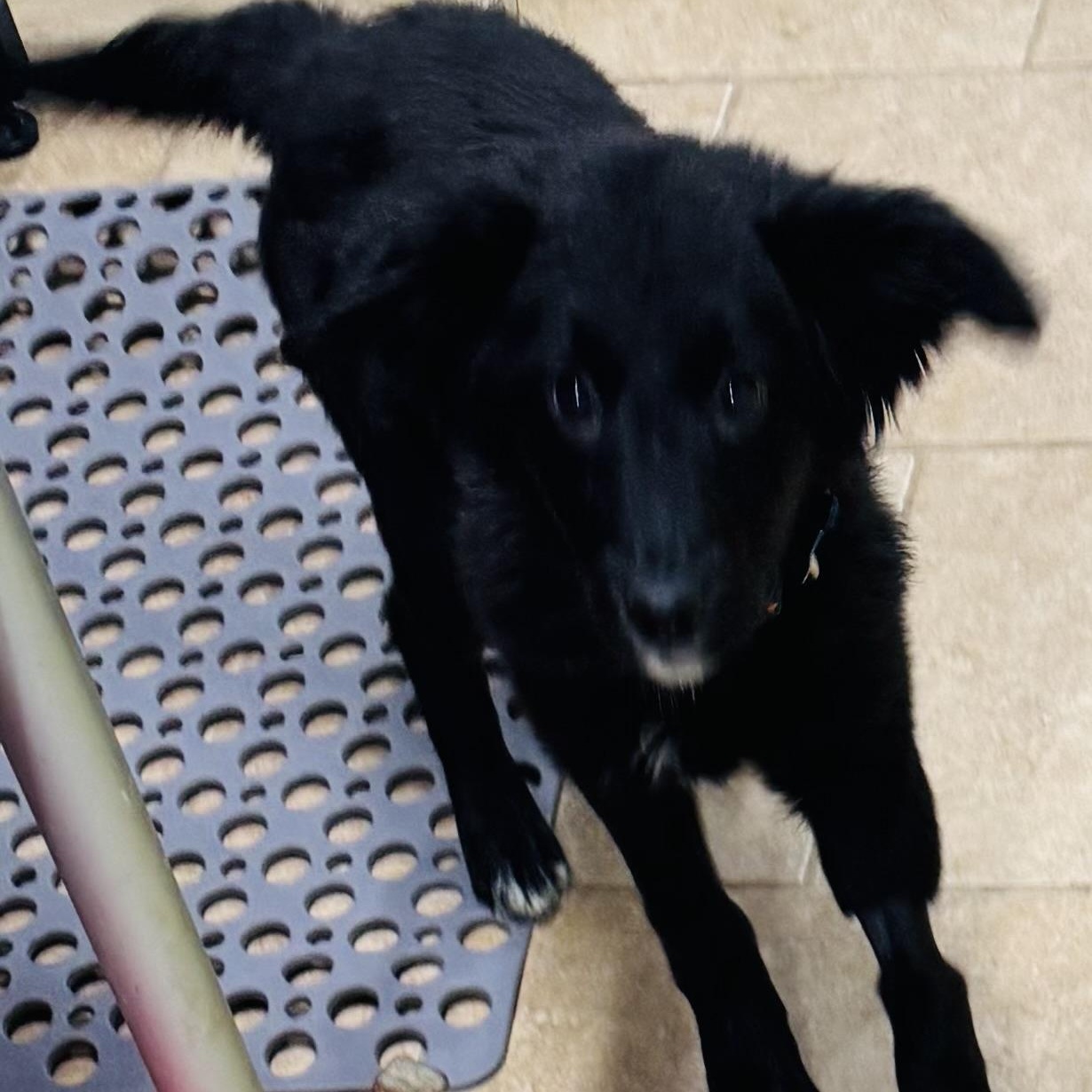 Harper, a ADOPTABLE mixed breed in Overland Park, KS image 4/6