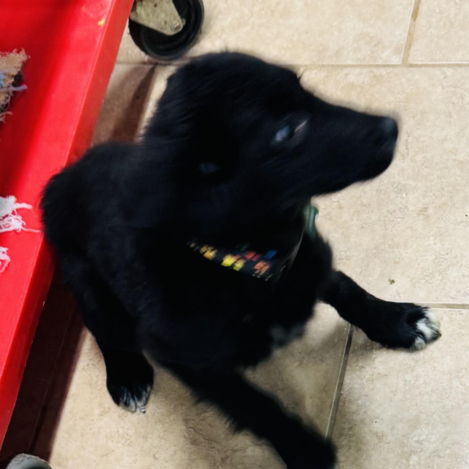 Harper, a ADOPTABLE mixed breed in Overland Park, KS image 5/6