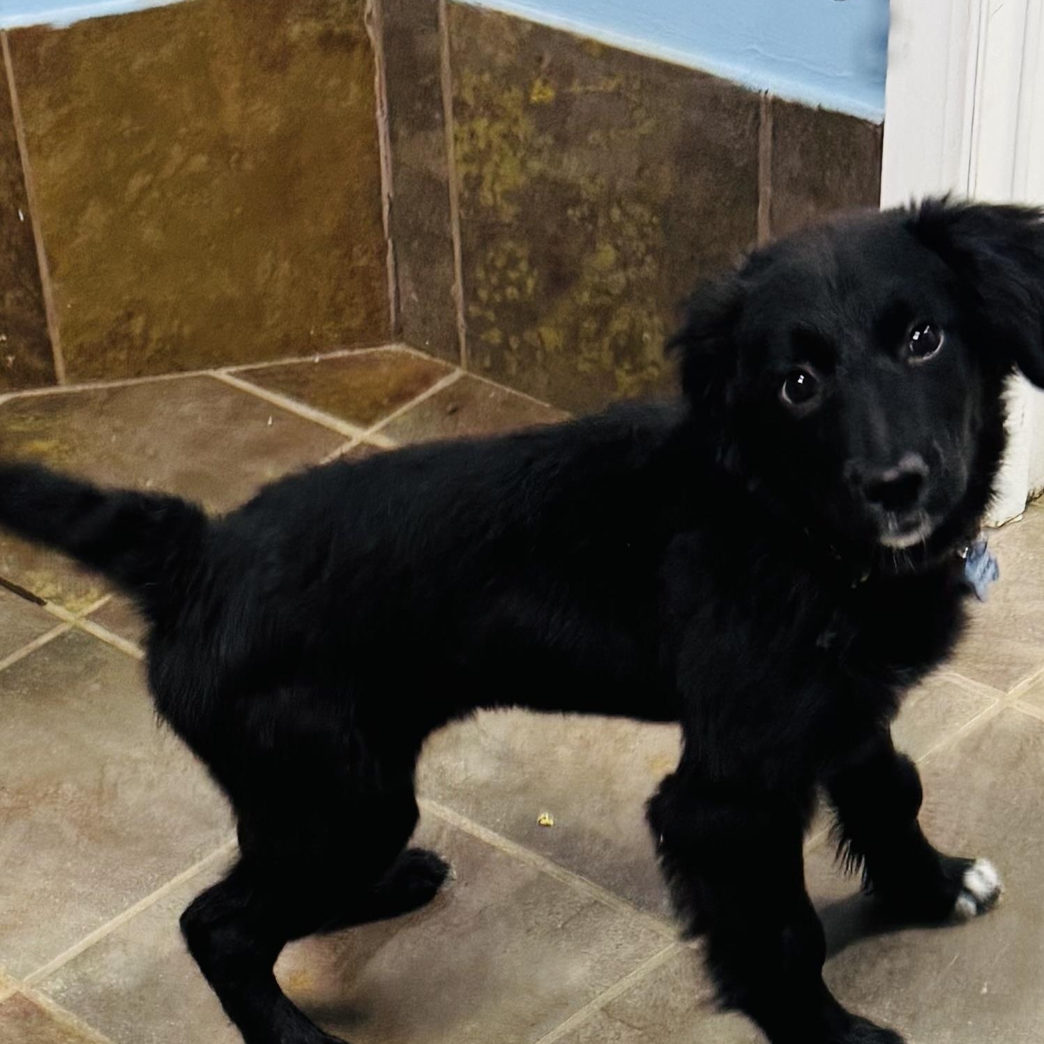 Harper, ADOPTABLE, Young Female Border Collie & Golden Retriever.