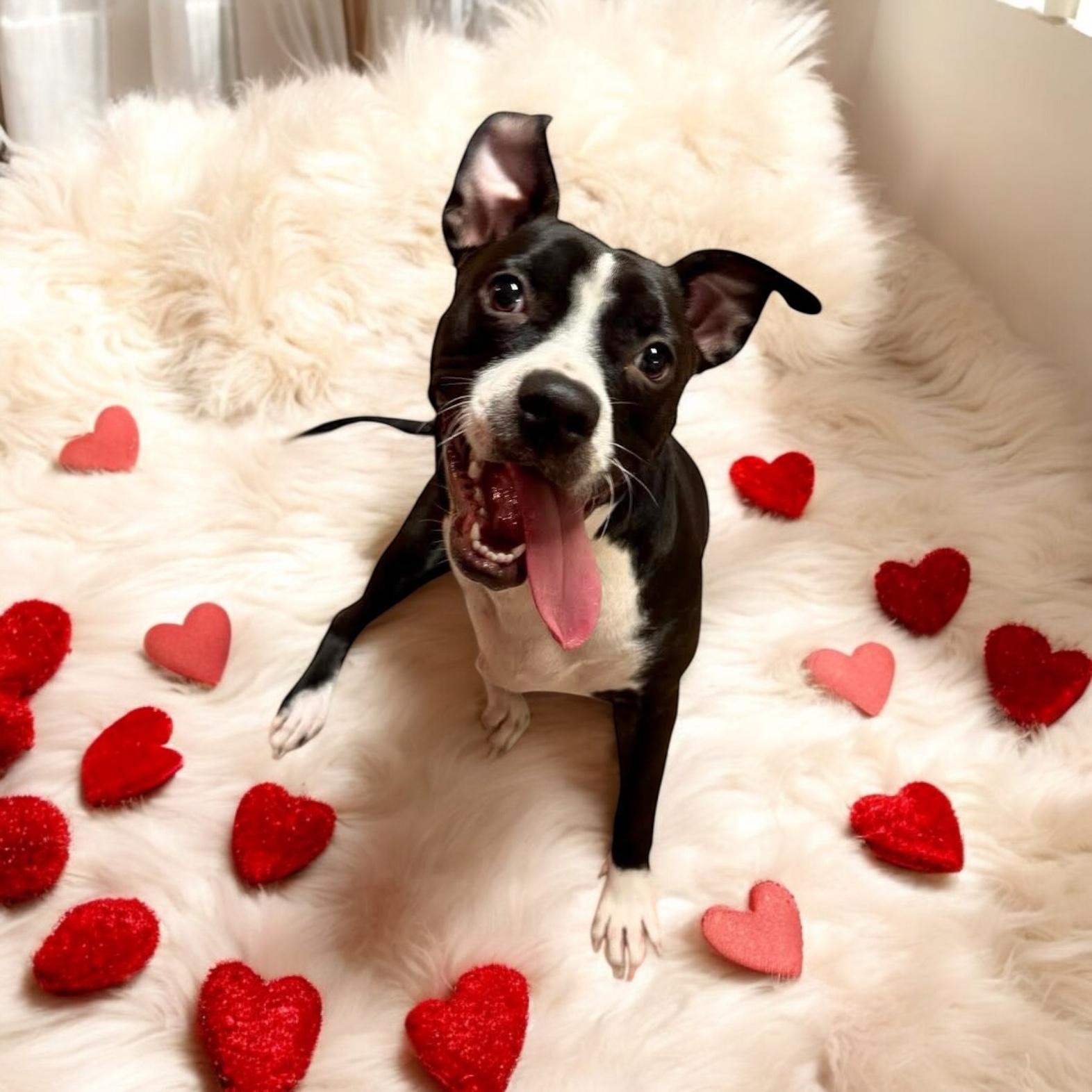 Rue “tripod “, a Adoptable mixed breed in Hatfield, PA image 4/4