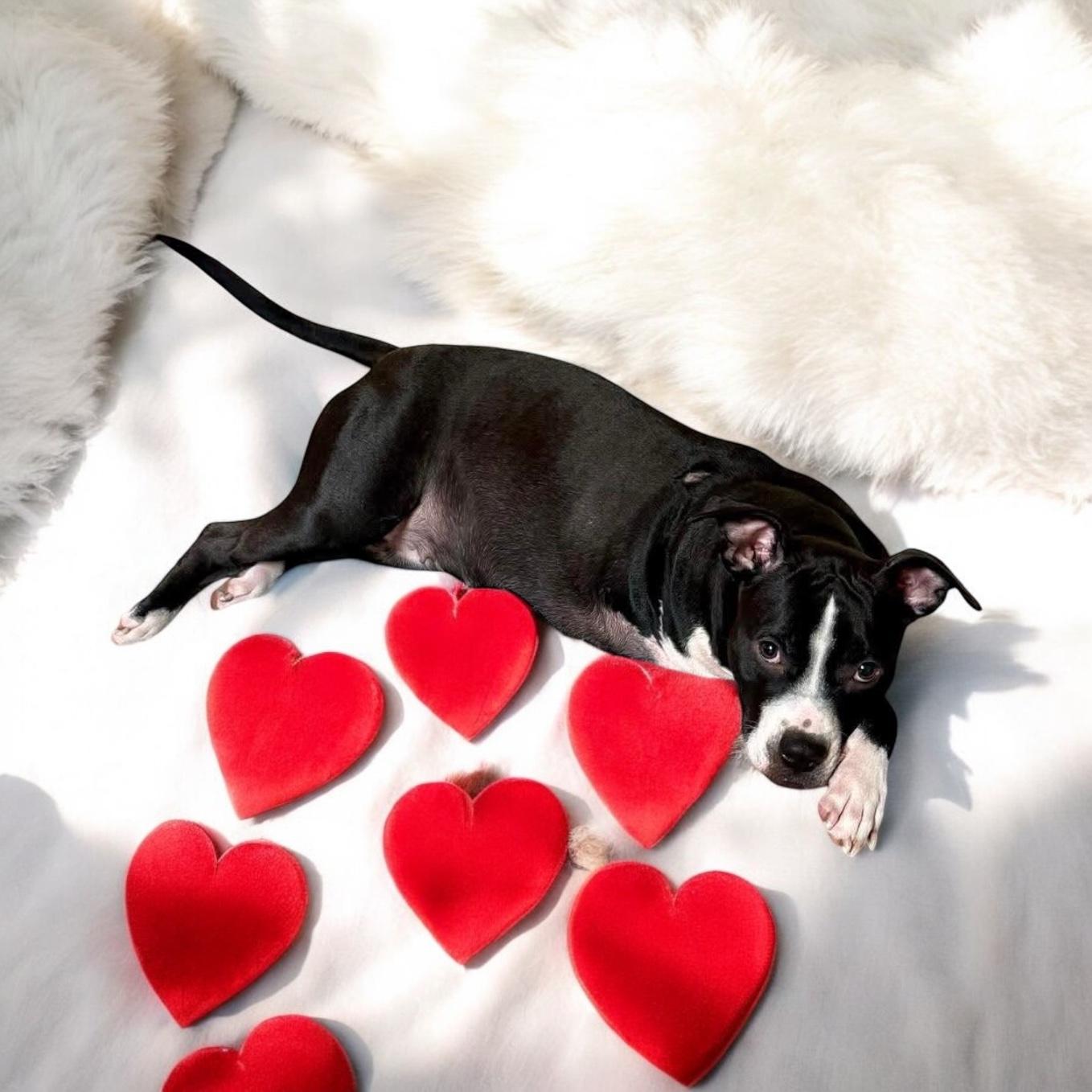 Rue “tripod “, a Adoptable mixed breed in Hatfield, PA image 2/4