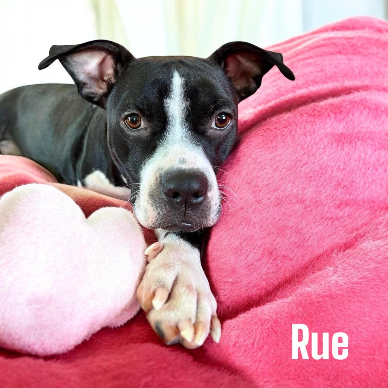 Rue “tripod “, a Adoptable mixed breed in Hatfield, PA image 1/4