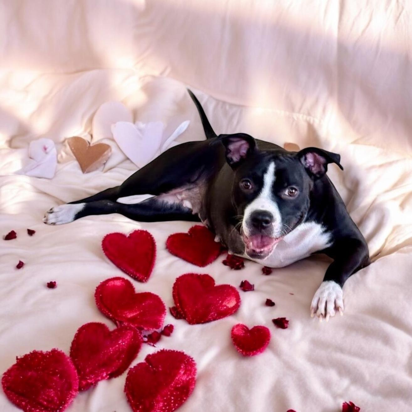 Rue “tripod “, a Adoptable mixed breed in Hatfield, PA image 3/4