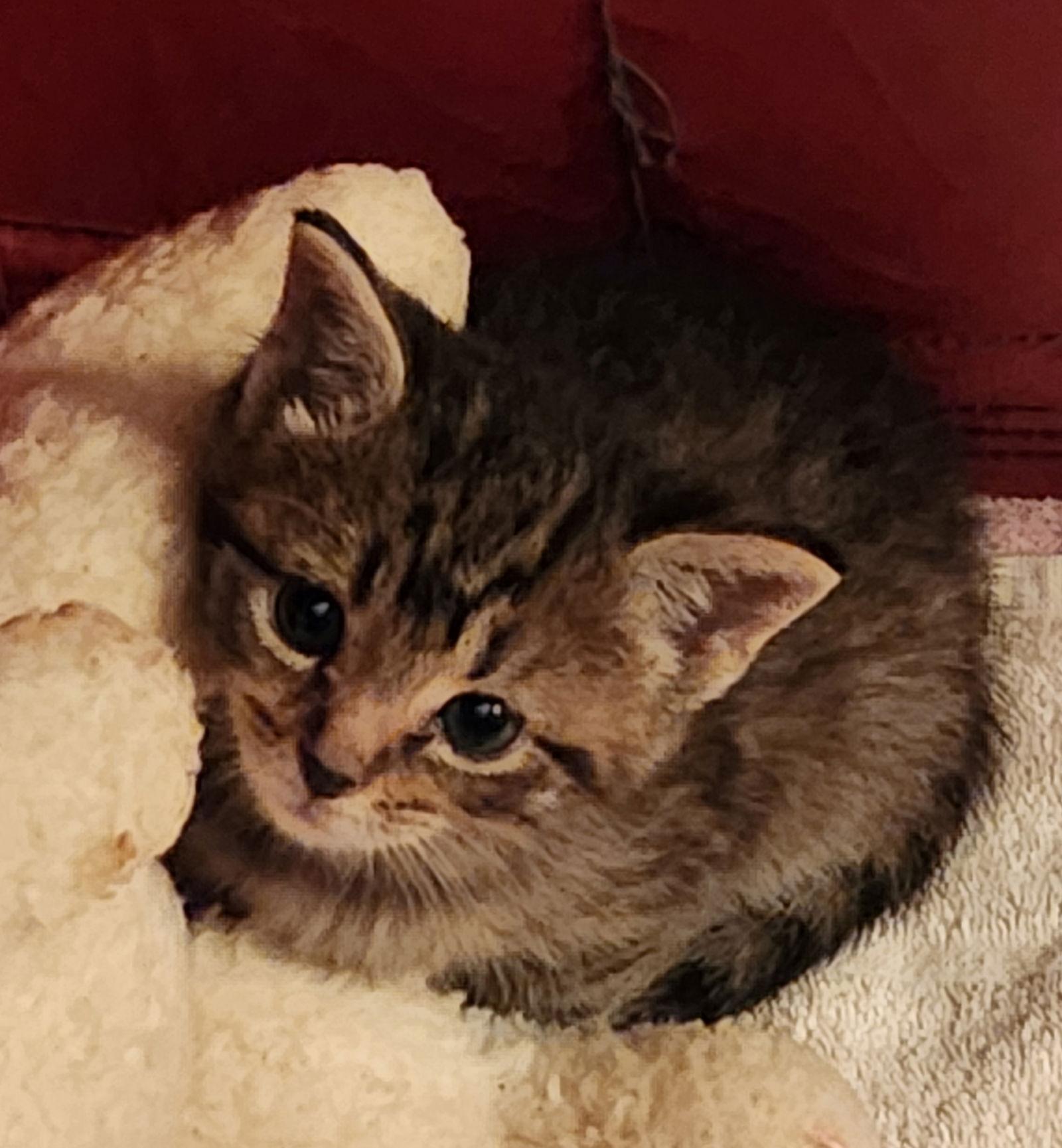 Betty, a Adopted Domestic Short Hair in Furlong, PA image 2/2