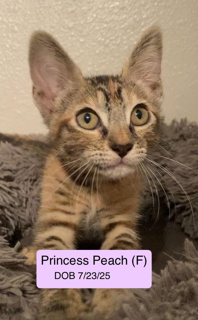 Princess Peach, Adopted, Kitten Female Tortoiseshell & Torbie.
