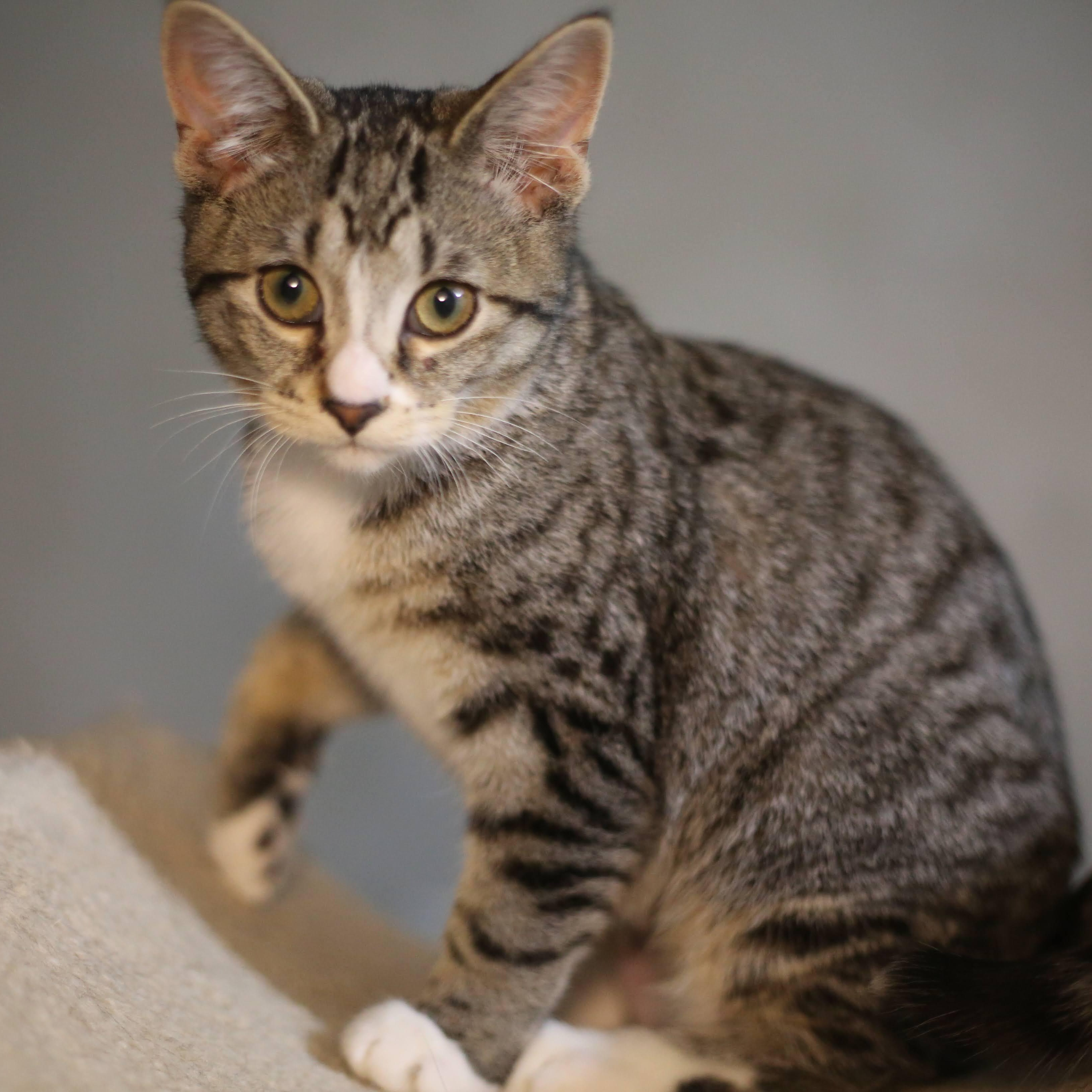 Gaia, a Adoptable Domestic Short Hair in Swartz Creek, MI image 2/3