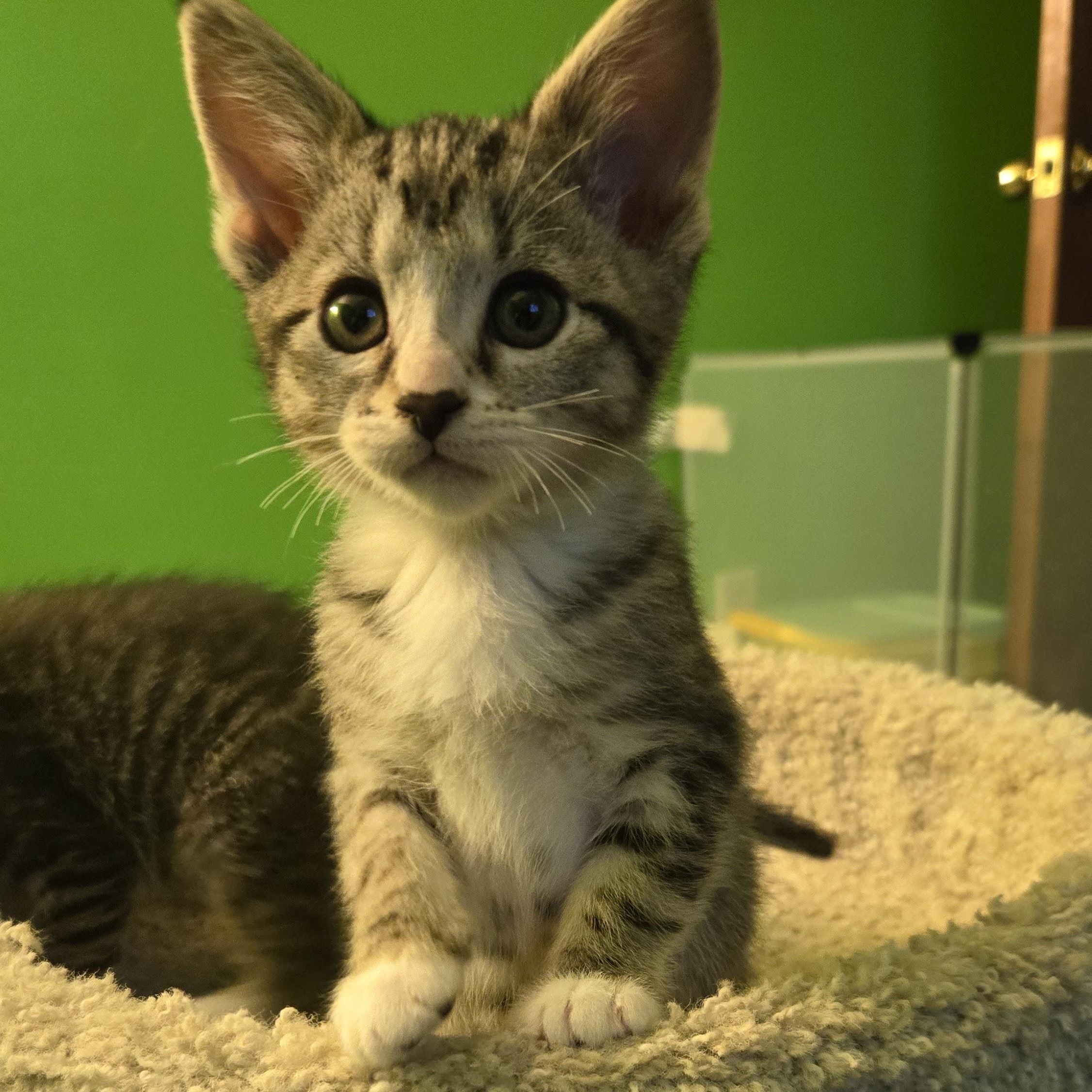 Gaia, a Adoptable Domestic Short Hair in Swartz Creek, MI image 3/3