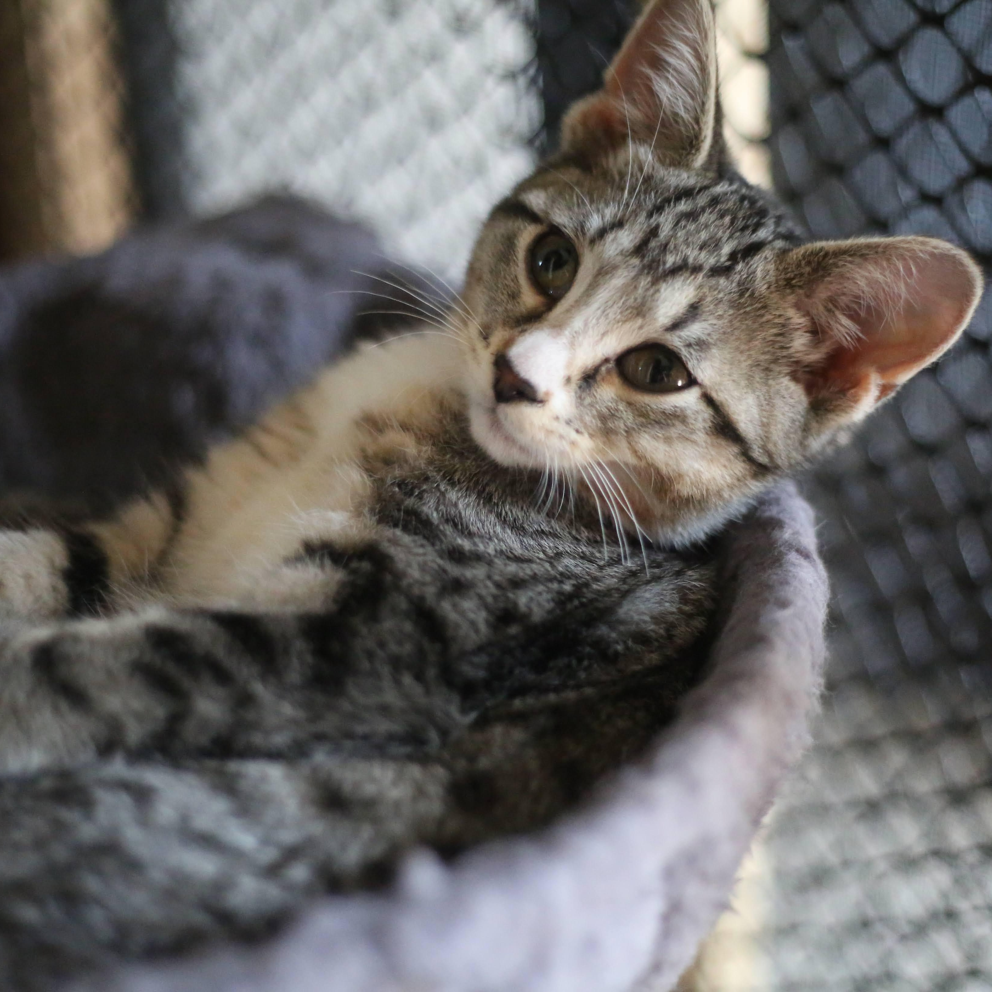 Gaia, a Adoptable Domestic Short Hair in Swartz Creek, MI image 1/3