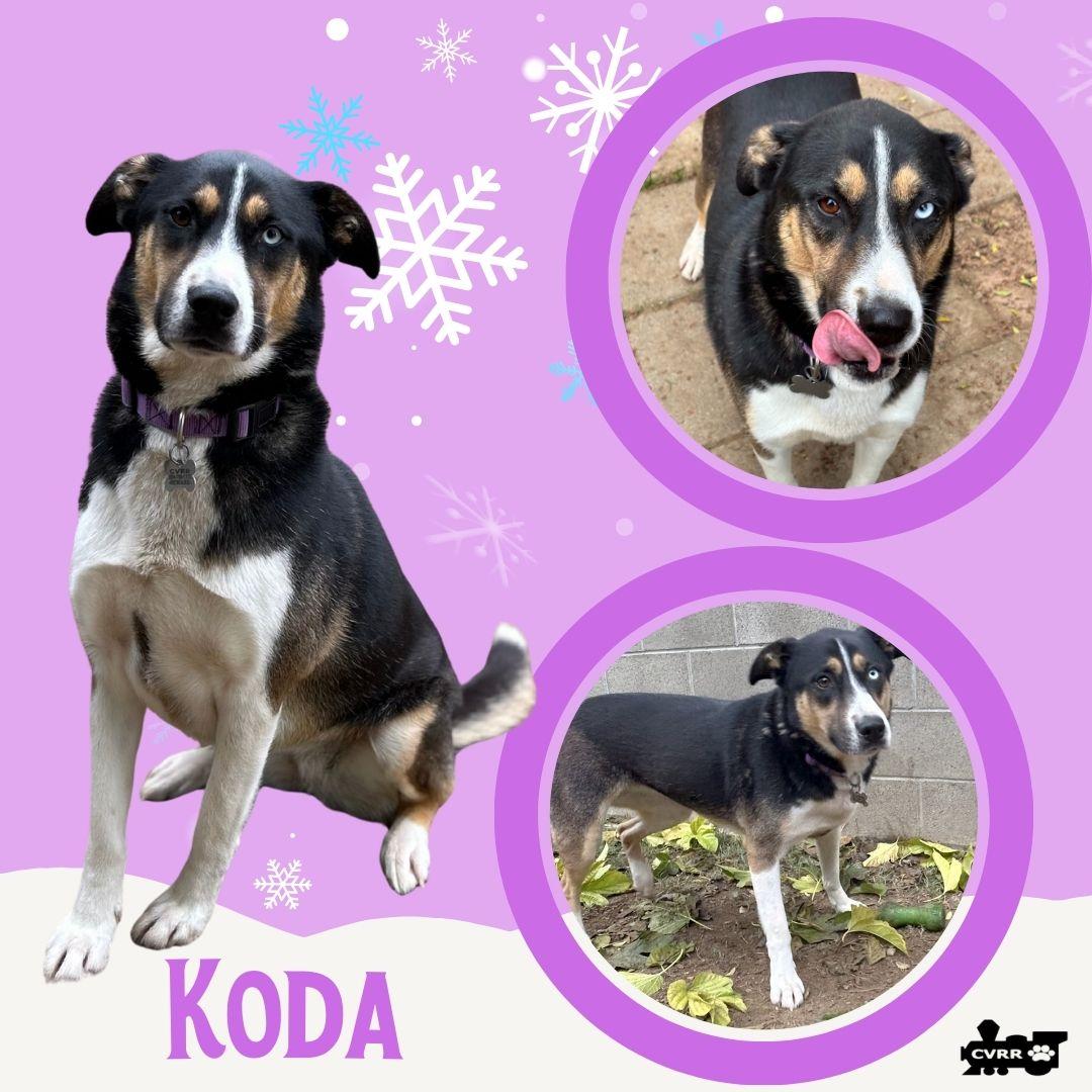 Koda thumbnail 2