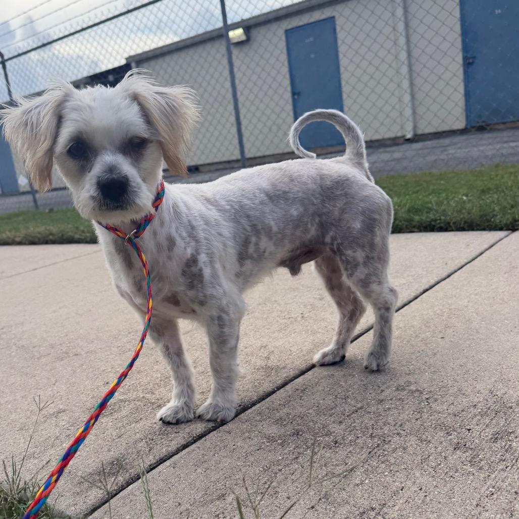 Starsky, Adoptable, Adult Male Wirehaired Terrier & Mixed Breed.