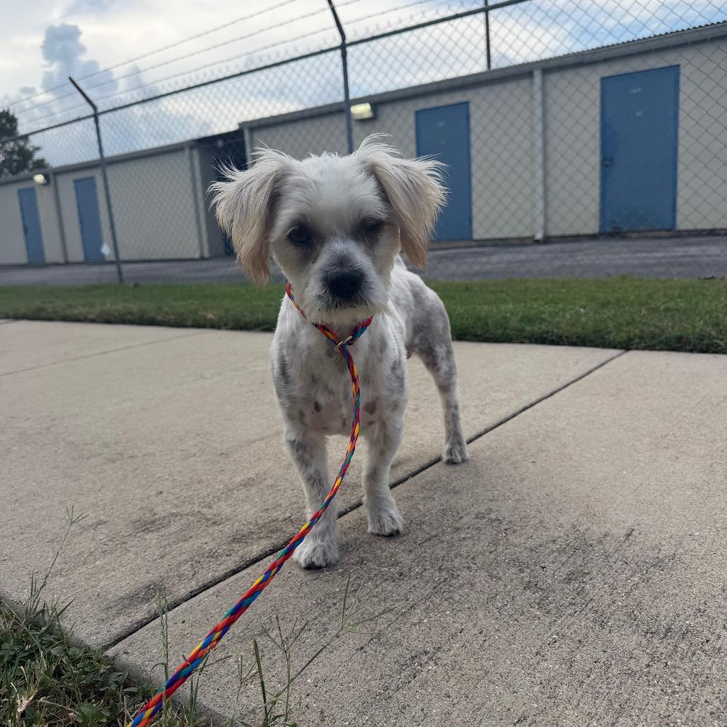 Enlarge Starsky, a Adoptable mixed breed in Bryan, TX image 2/3