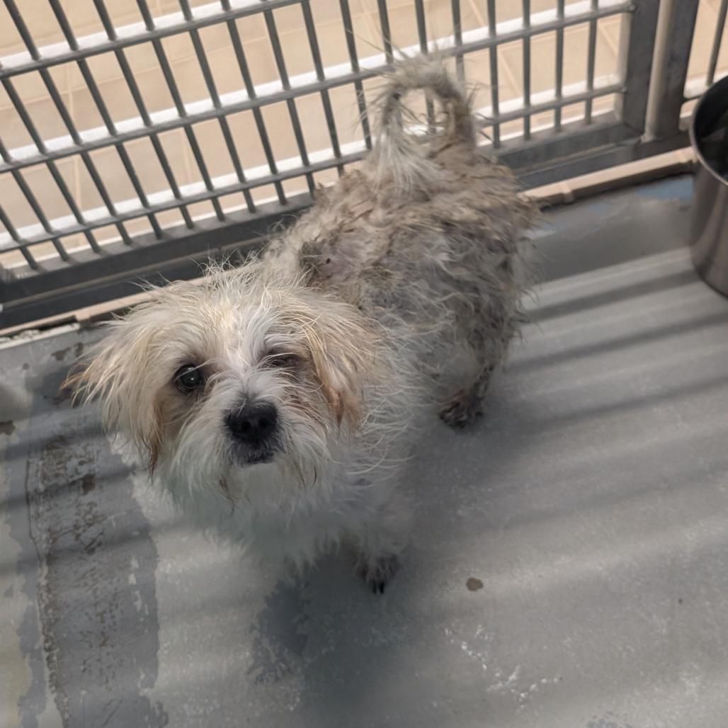 Enlarge Starsky, a Adoptable mixed breed in Bryan, TX image 3/3