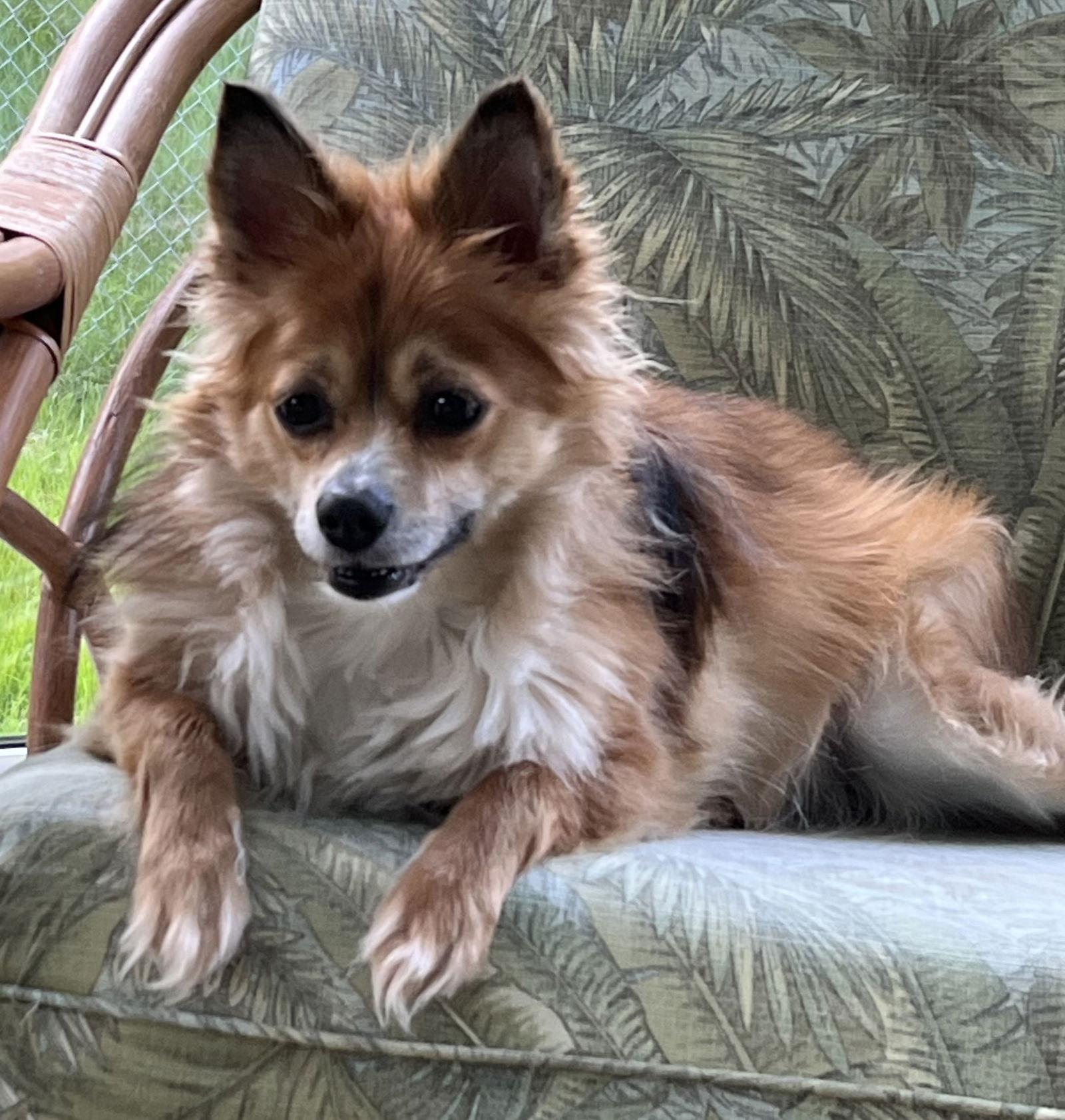 Koda Walworth Kramer, Adoptable, Adult Male Shetland Sheepdog / Sheltie & Pomeranian.