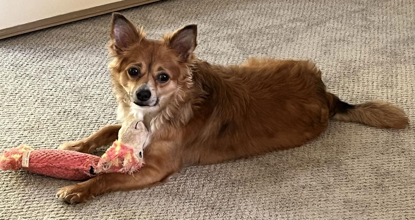 Koda Walworth Kramer, a Adoptable mixed breed in Cuba, NY image 2/3