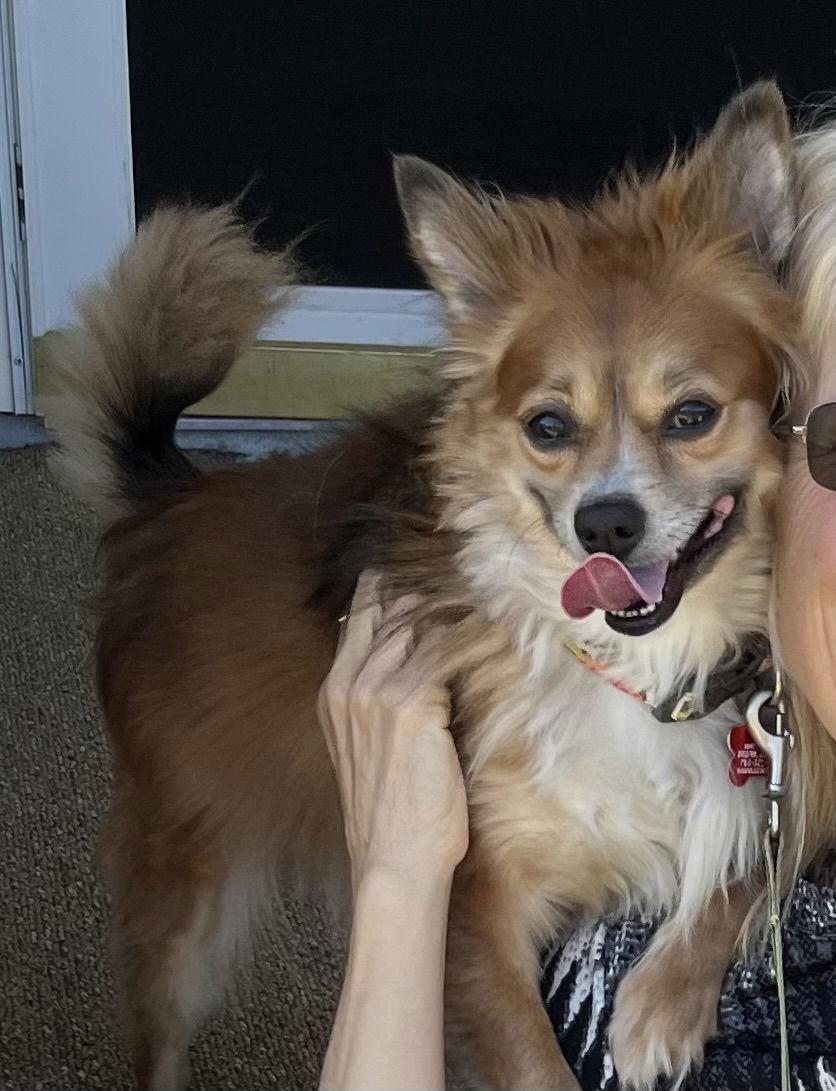 Koda Walworth Kramer, a Adoptable mixed breed in Cuba, NY image 3/3