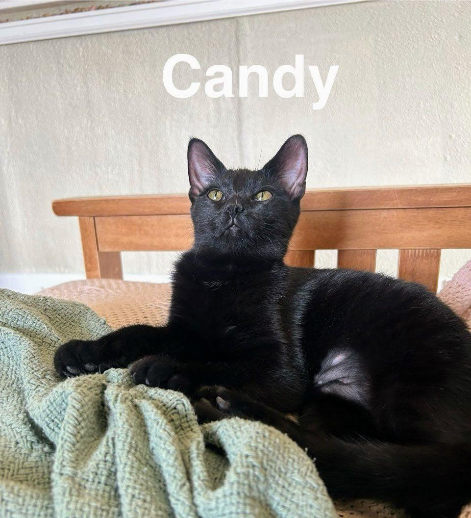 Enlarge Candy, a Adoptable Bombay in Nucla, CO image 1/1