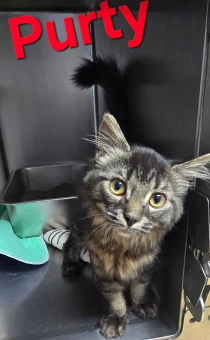 Purty, Adopted, Young Female Domestic Long Hair.
