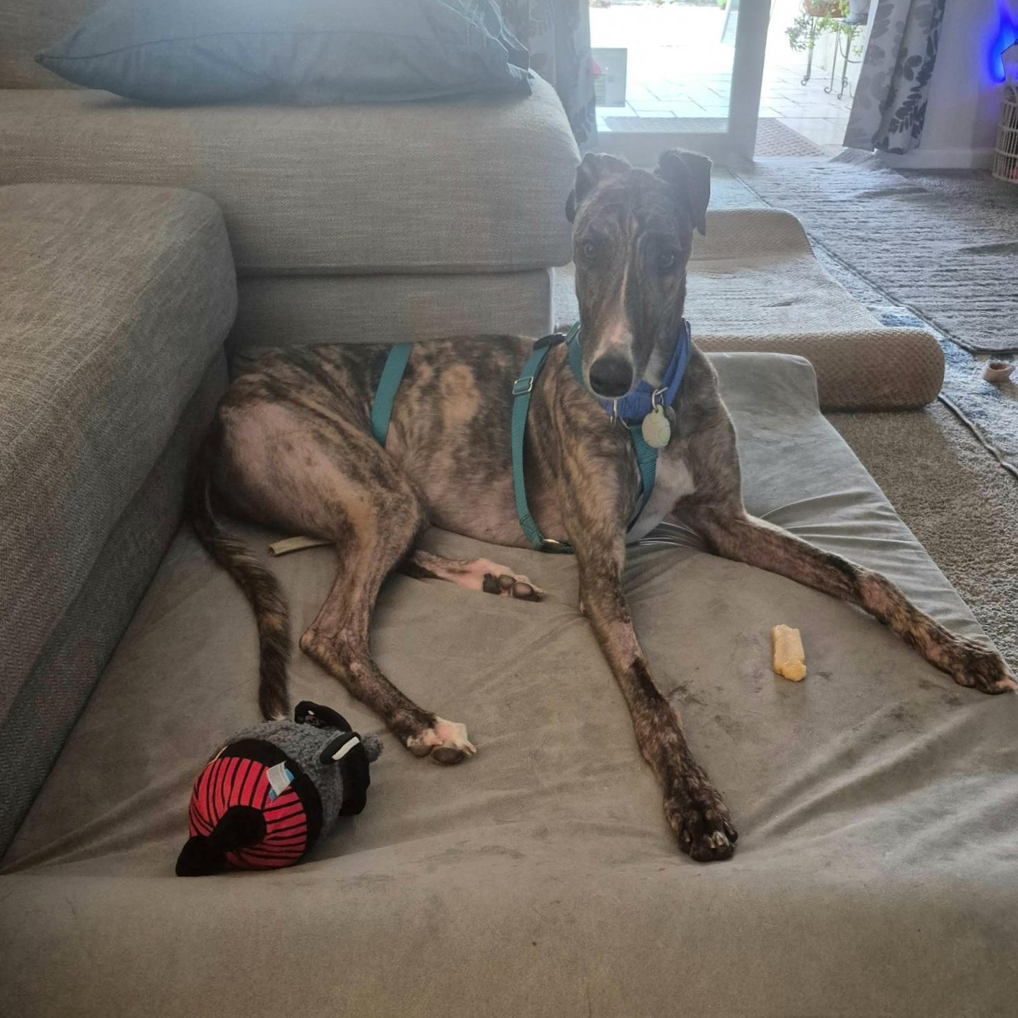 FF Johnny B Good (Johnny), a Adoptable Greyhound in Tarpon Springs, FL image 1/6