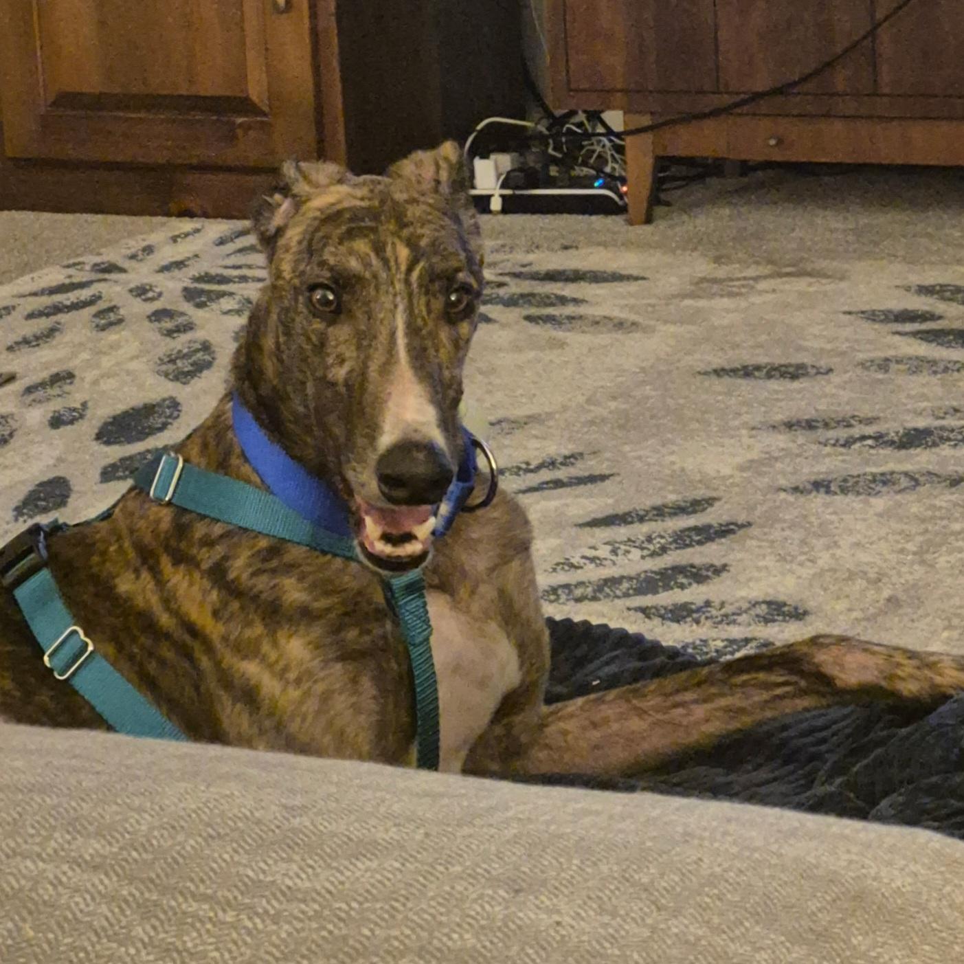 FF Johnny B Good, Adoptable, Adult Male Greyhound.