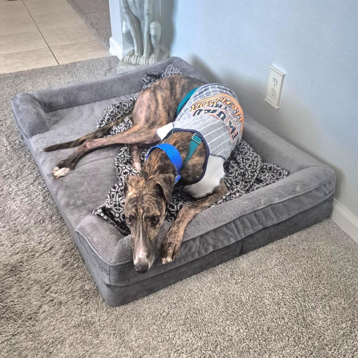 FF Johnny B Good (Johnny), a Adoptable Greyhound in Tarpon Springs, FL image 3/6