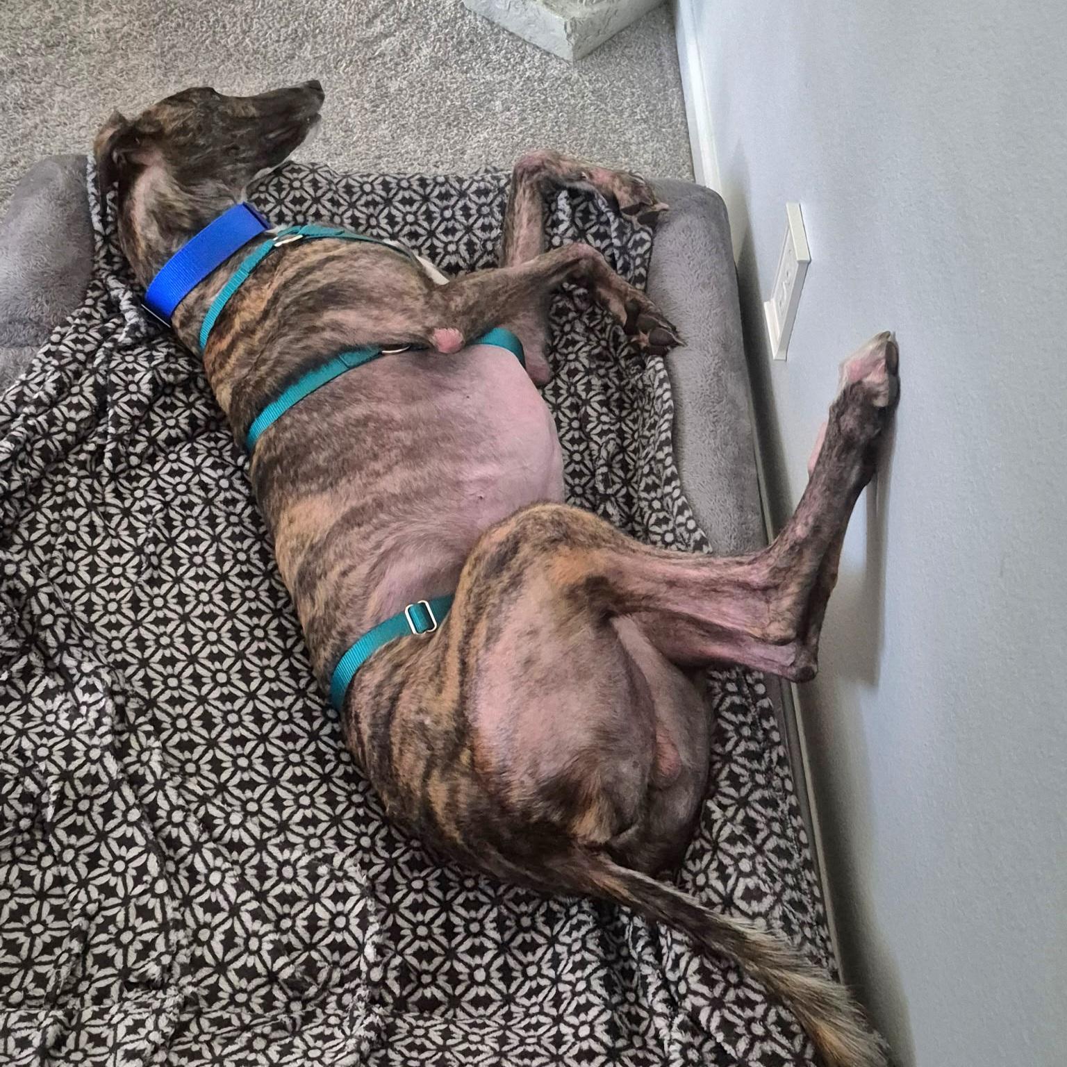 Enlarge FF Johnny B Good, a Adoptable Greyhound in Tarpon Springs, FL image 3/6