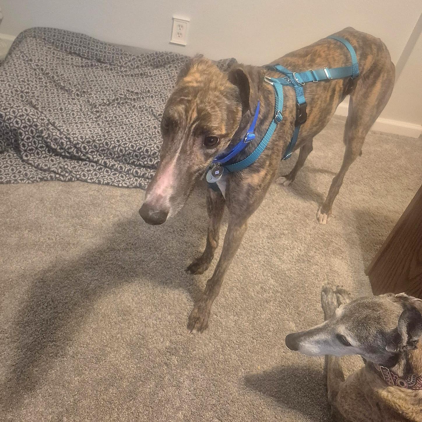 Enlarge FF Johnny B Good, a Adoptable Greyhound in Tarpon Springs, FL image 4/6