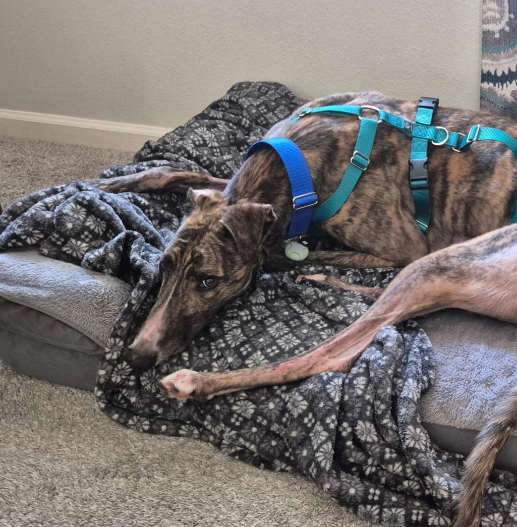 Enlarge FF Johnny B Good, a Adoptable Greyhound in Tarpon Springs, FL image 5/6